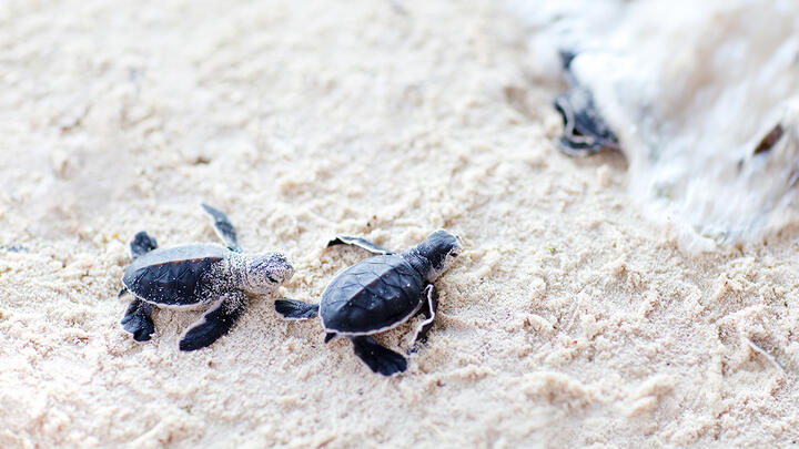 Each individual step towards more sustainable life leads to a better future for the planet Three baby sea turtles making their way into the ocean on a sandy shore